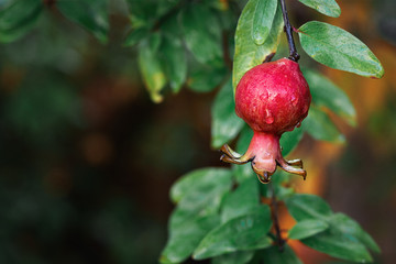 Small pomegranates fruit on tree