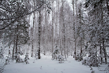 Beautiful winter landscape. Winter forest in the snow.