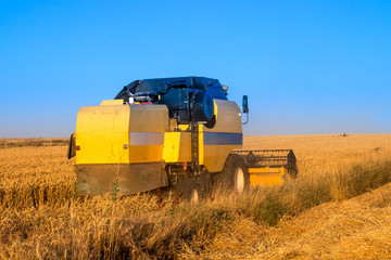 Fototapeta premium Harvest time