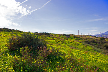 Fototapeta na wymiar Glade. Beautiful green meadow. Costa del Sol, Andalusia, Spain.