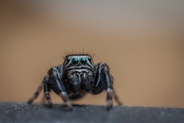 Tiny spider with big green eyes