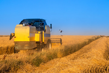 Fototapeta premium Harvest time