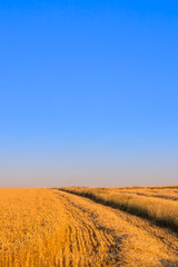 Fototapeta premium Harvest time
