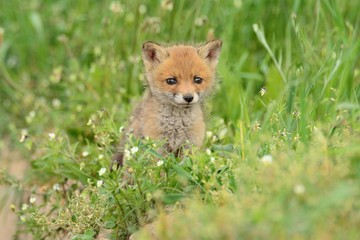 Baby fox