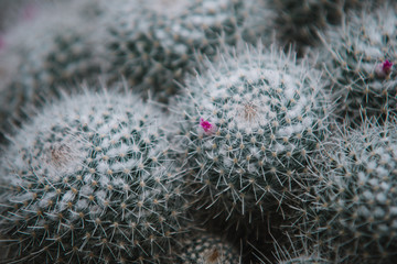 Close up on cactus mammillaria, top view