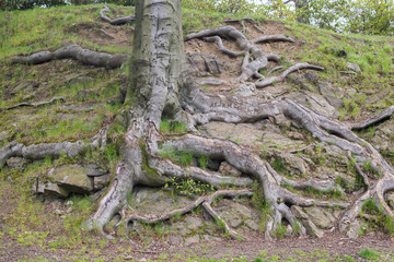 Close up on big tree roots
