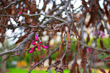 Flower. Beautiful pink flowers. Spring time. Garden tree. Macro.