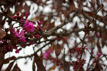 Flower. Beautiful pink flowers. Spring time. Garden tree. Macro.
