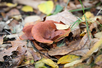Pilz, Pilze am Waldboden, Gras, Moos