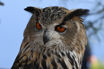eurasian eagle owl portrait