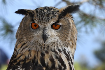 eurasian eagle owl portrait
