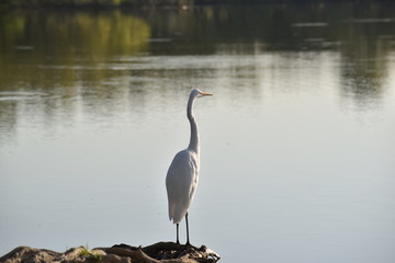 Obraz premium Resting Egret