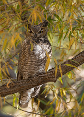 Great horned owl in a willow tree with autumn foliage.