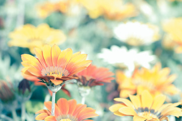Flower Gazania close-up against the background of a blooming lawn