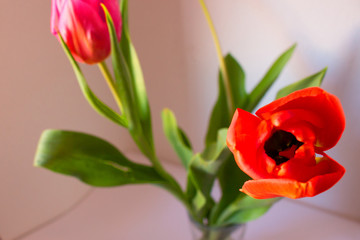Tulip. Beautiful flower. Fresh spring plant. Decoration.