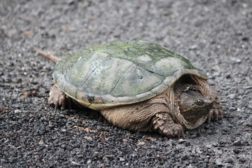 Snapping turtle (Chelydra serpentina) on the side of a country roadway. They are found throughout most of the southern part of Ontario and as far north as Thunder Bay.   