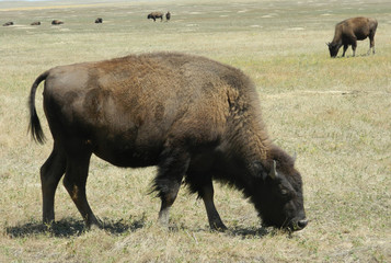 Buffalo grazing the grasslands in Badlands National Park, South Dakota