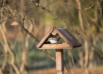 Nuthatch in the bird feeder