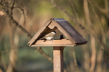 Marsh tit in the bird feeder