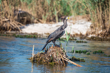 Cormorant in Danube Delta