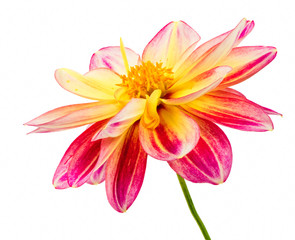Fototapeta premium Isolated dahlia flower blossom