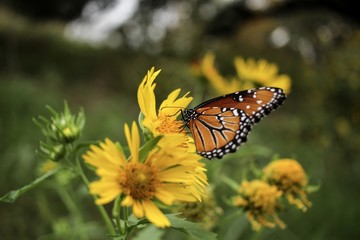 Butterfly beauty