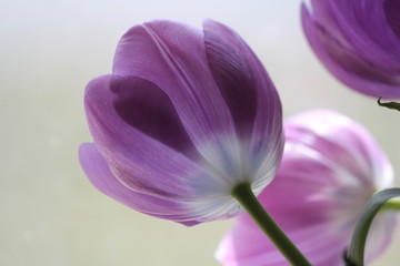 Back-lit dark-purple tulips through a glass window. 

