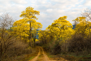 Trees of guayacán