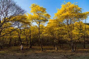 Trees of guayacán