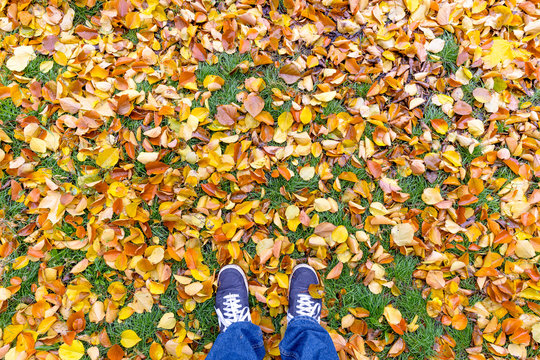 Conceptual image of walkaway on the autumn leaves. Yellow leaves on a lawn autumnal pattern beneath mans feet.