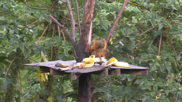 Red squirrel eaten banana in Costa Rica