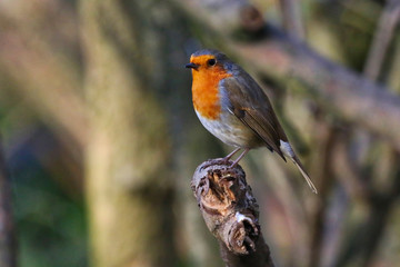 Robin