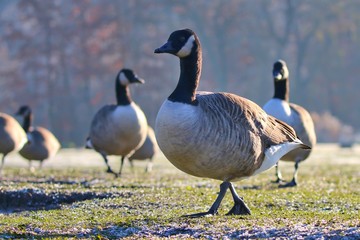 Canada Geese