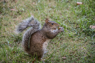 Naklejka na ściany i meble Squirrel Taking a Bite of a Nut