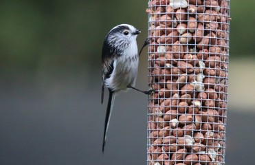 Naklejka premium Long Tailed Tit