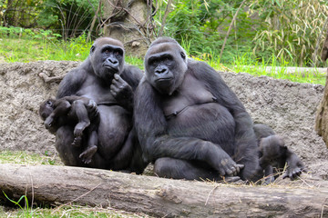 Gorilla Family