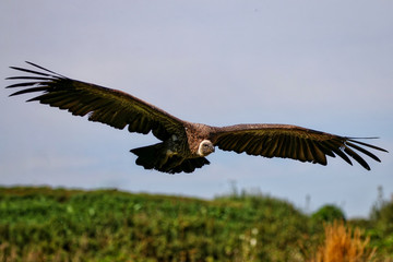 Vulture in flight