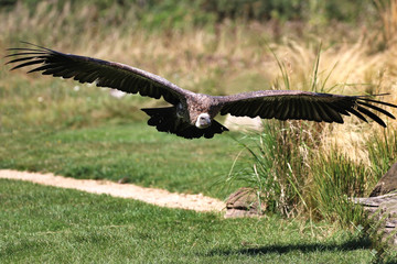 Vulture in flight