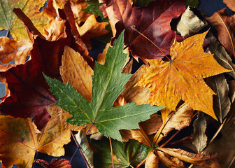 Colorful Fall Leaves, dried