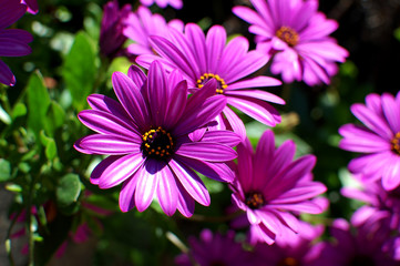 Pink flowers