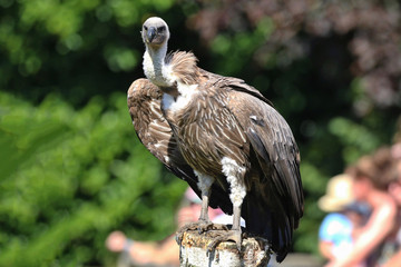 Vulture