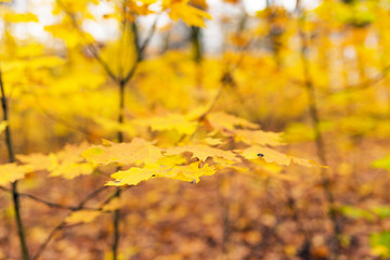 Yellow leaves on the branches of trees