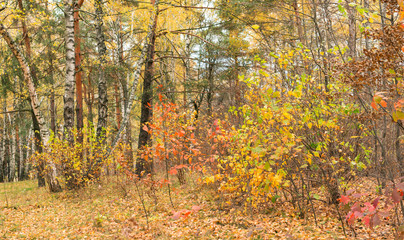 Multicolored tree leaves