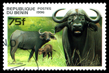 Vintage  postage stamp.  African  buffalo.