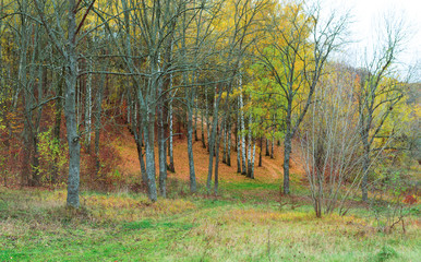 Trees with yellow leaves