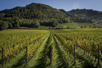 Fototapeta na wymiar Romagna vineyard