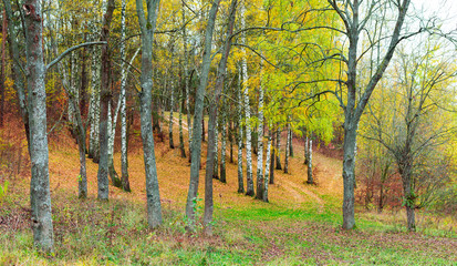 Obraz premium Trees with yellow leaves