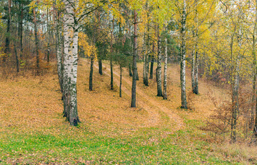 Obraz premium Trees with yellow leaves