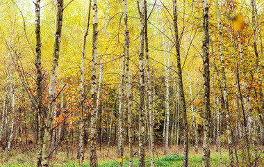 Birch wood with yellowed leaves