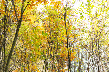 Multicolored tree leaves